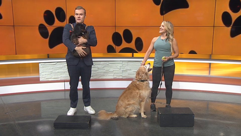 Dr. Julie Wilkes on Good Day Columbus: Make more of your walk with your dog